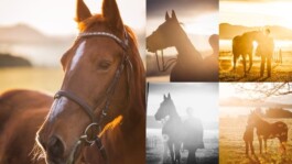 Fotografie, Grafikdesign Salzburg