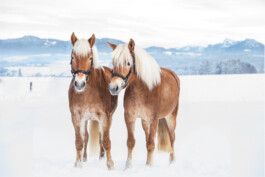 Fotografie, Grafikdesign Salzburg