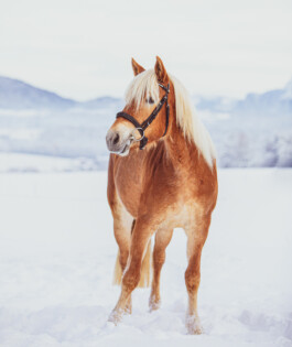 Fotografie, Grafikdesign Salzburg
