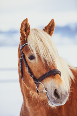 Fotografie, Grafikdesign Salzburg