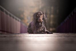 Fotografie, Grafikdesign Salzburg