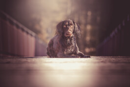 Fotografie, Grafikdesign Salzburg