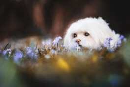 Fotografie, Grafikdesign Salzburg