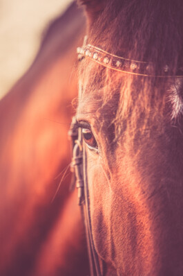 Fotografie, Grafikdesign Salzburg