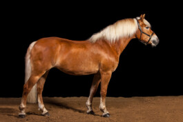 Fotografie, Grafikdesign Salzburg