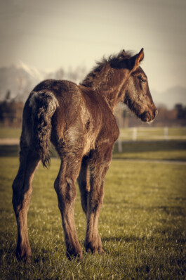 Fotografie, Grafikdesign Salzburg